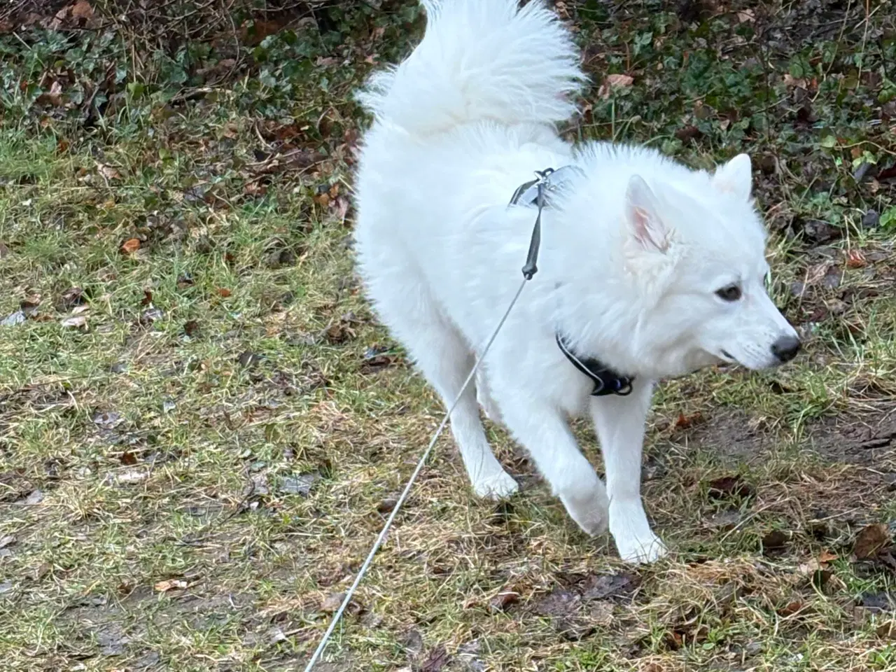 Billede 6 - Samojede spids 