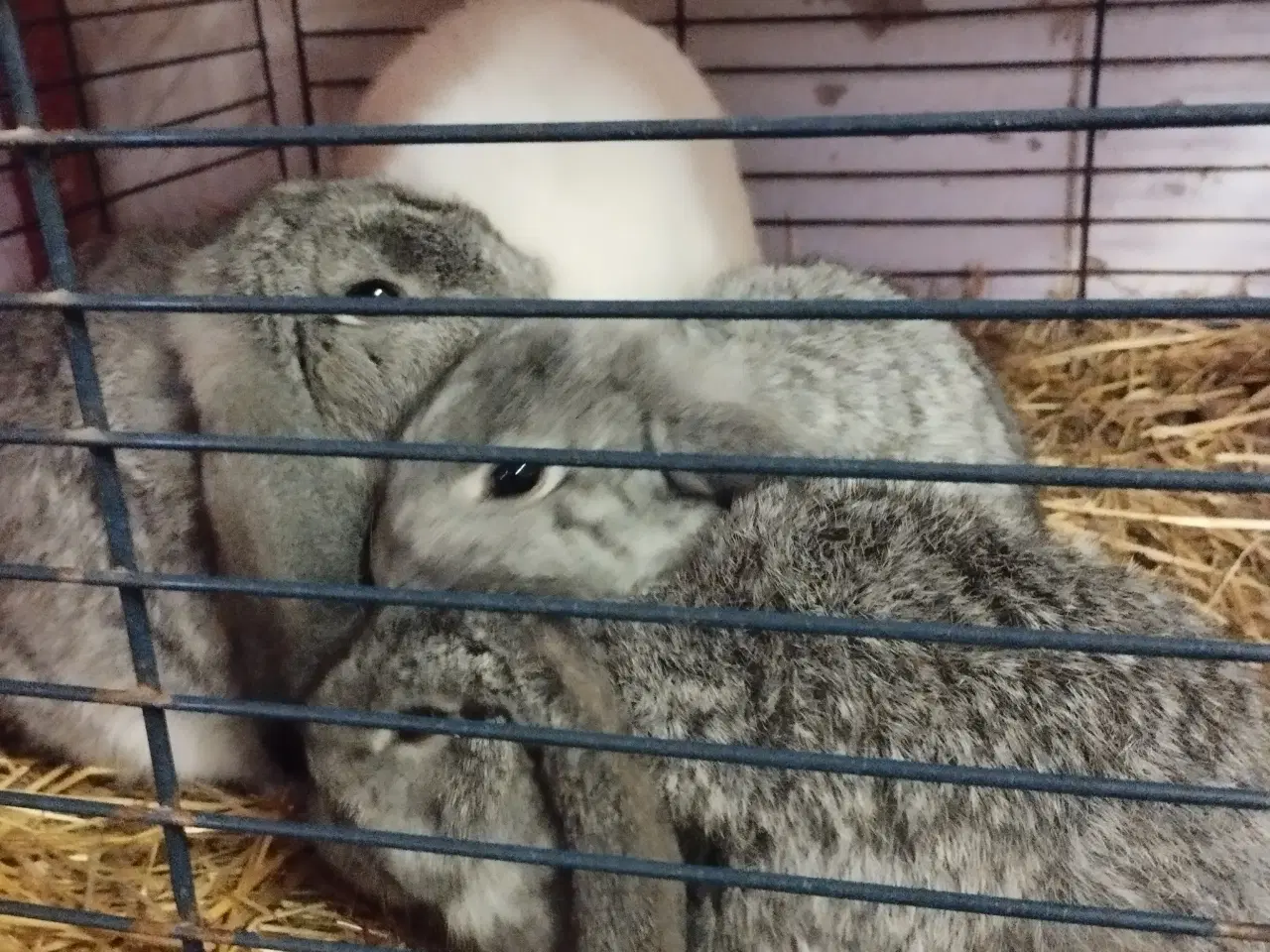 Billede 1 - 3 chincilla mini lop klar nu.