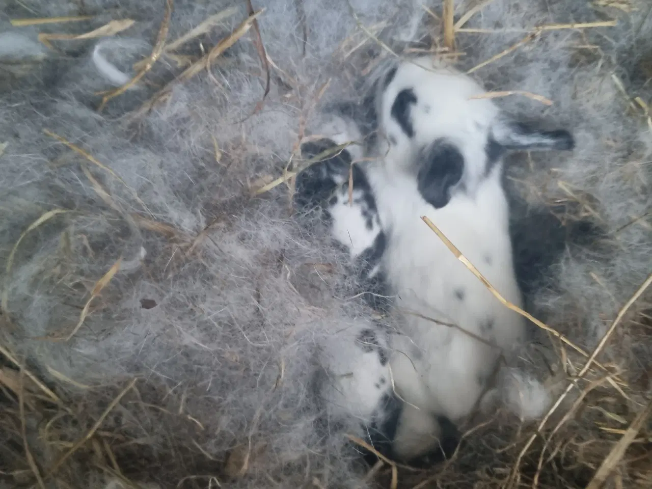 Billede 3 - Kanin unger juleklar