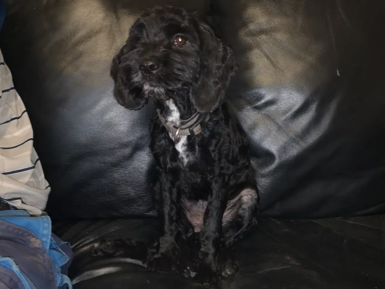 Billede 10 - cockapoo tæve