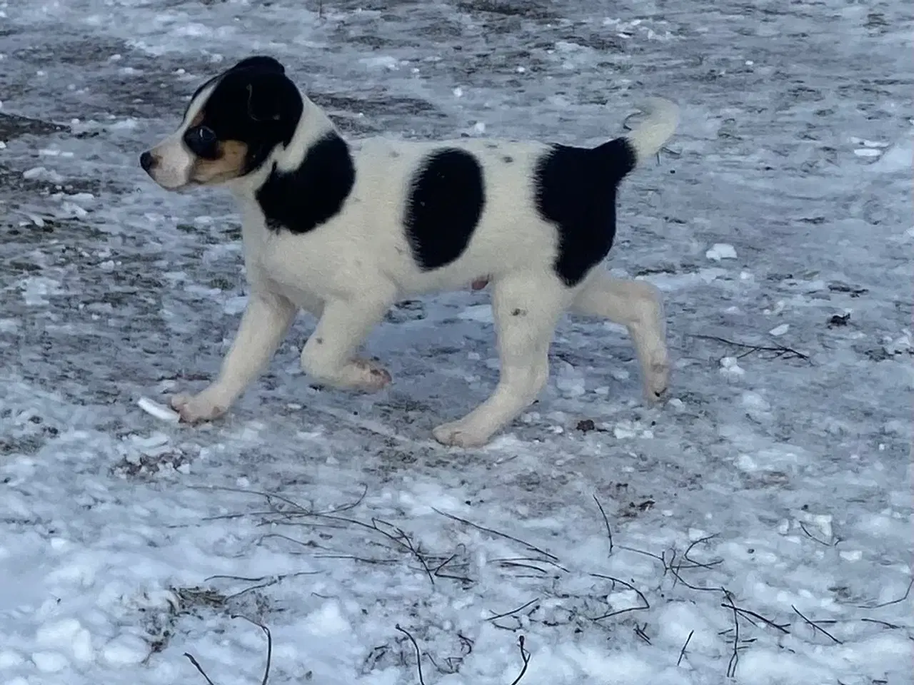 Billede 9 - Dansksvensk gårdhund til salg