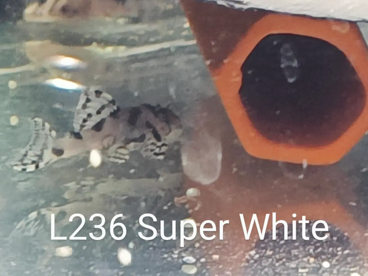 Billede 2 - L236 Super White