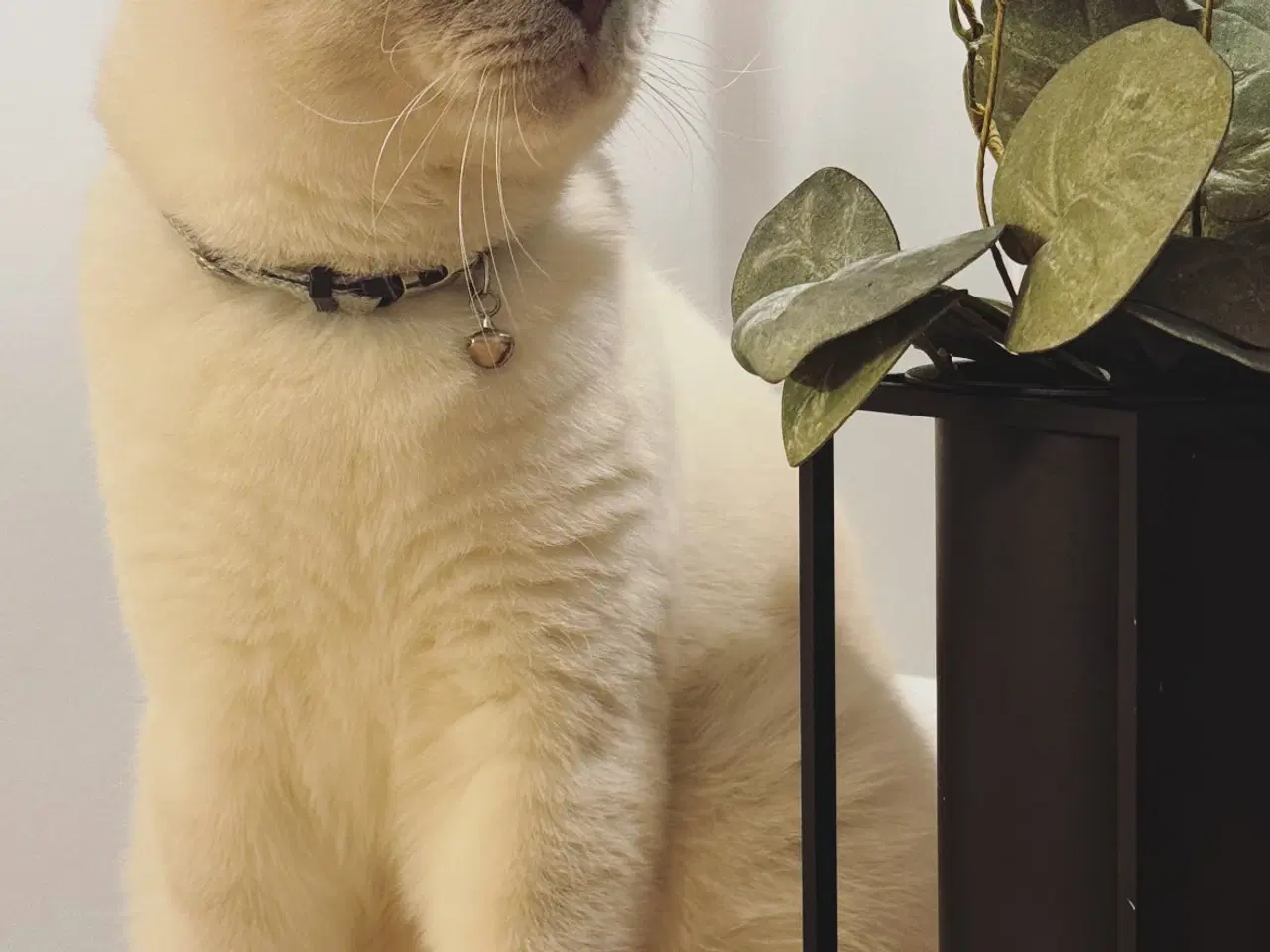 Billede 2 - 🐾British Shorthair indekat søger trygt hjem
