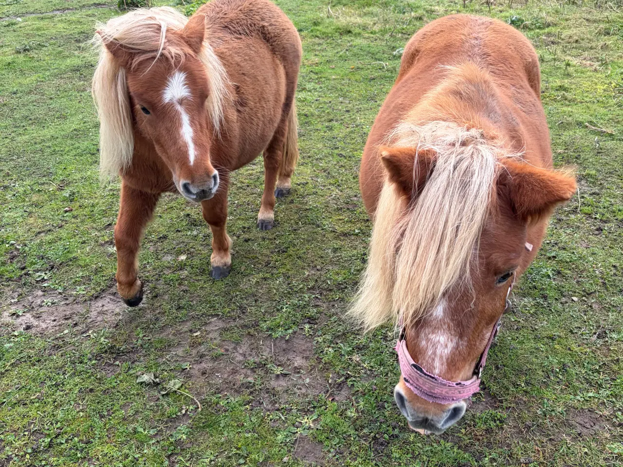 Billede 1 - 2 stk Shetlænder / shetlandspony