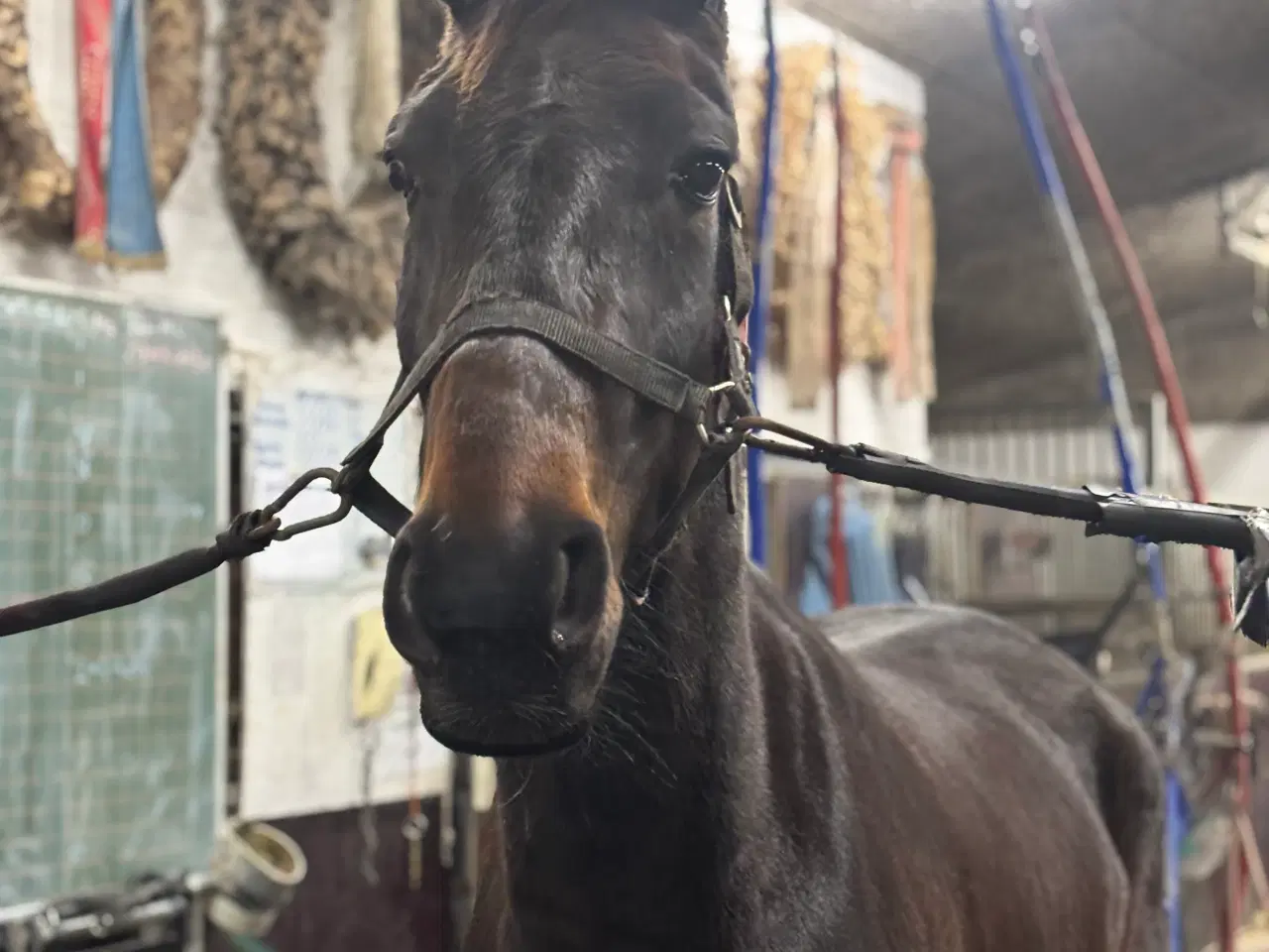 Billede 2 - Sød  allround hest