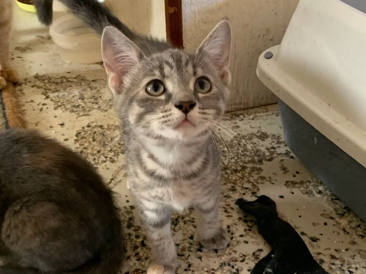 Billede 2 - 25 % mainecoon killinger sælges