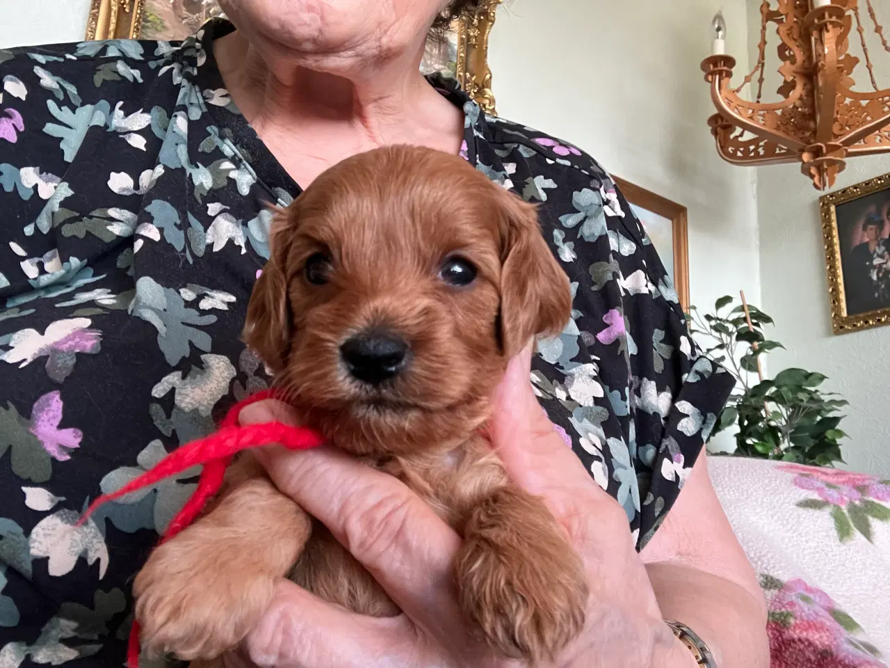 Billede 5 - Cavapoo f2 kennel malekits