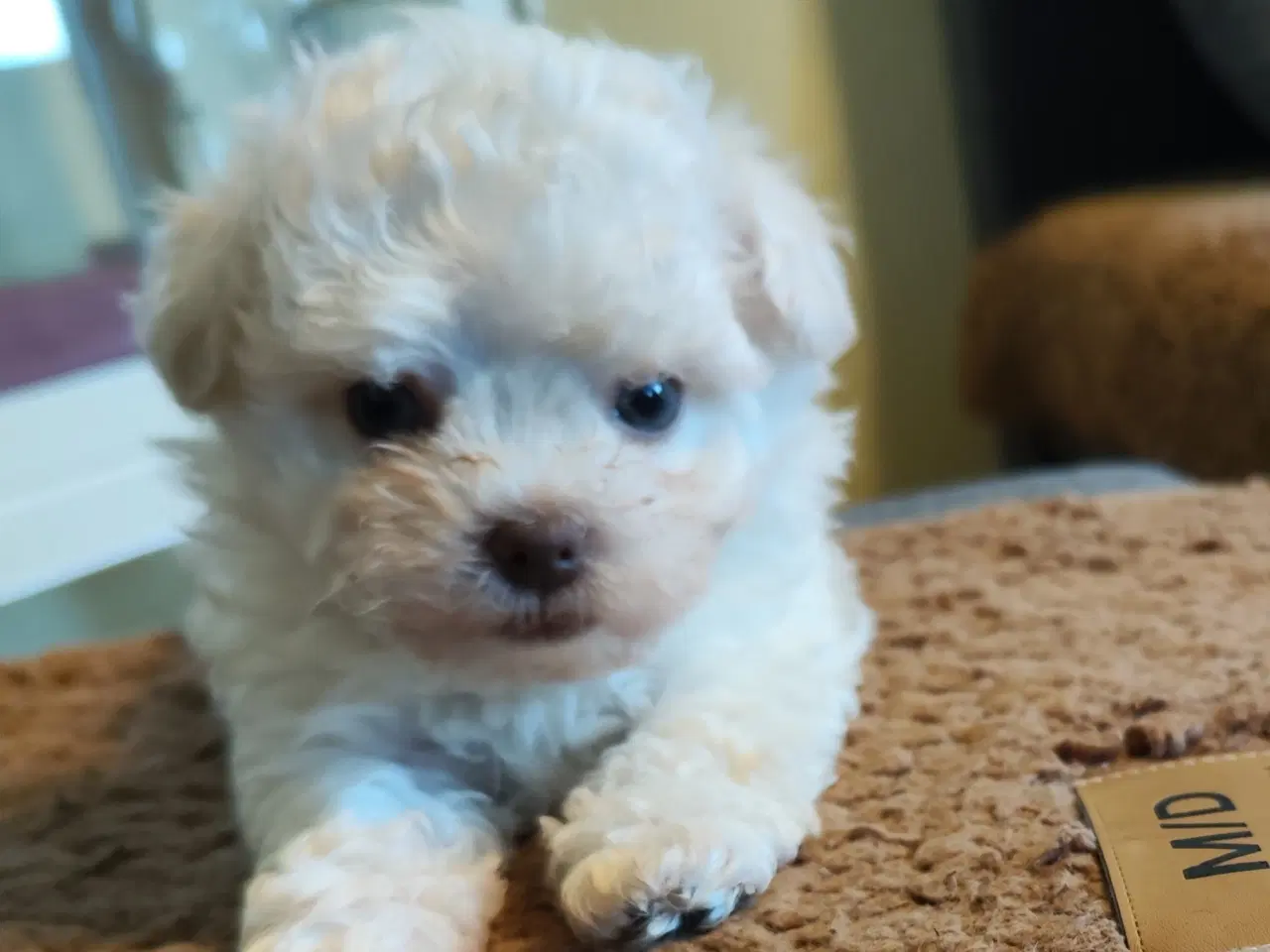 Billede 3 - 3 entzückende reinrassige Bolonka Zwetna Welpen  