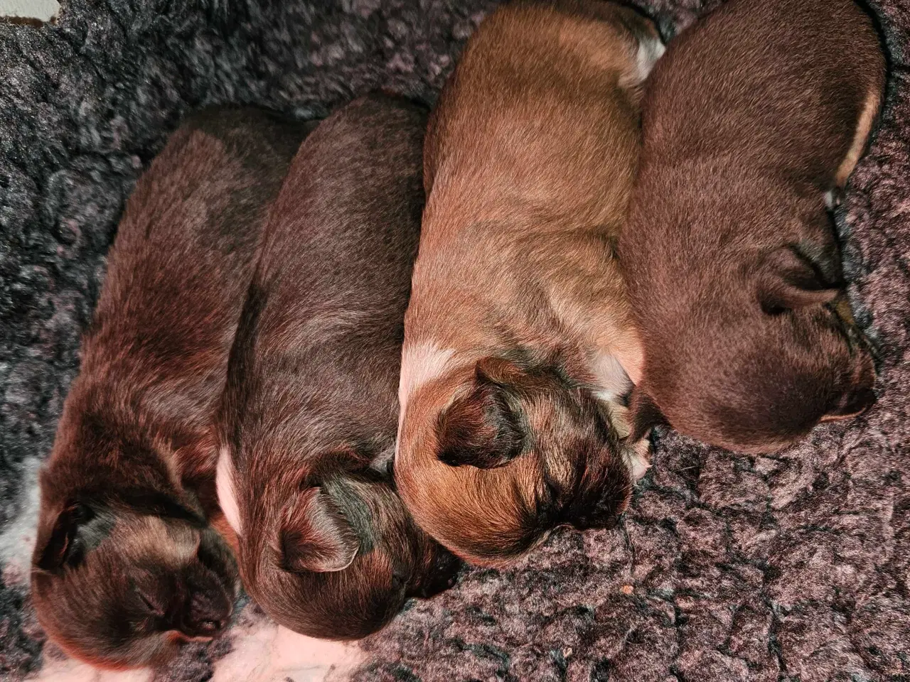 Billede 2 - 3 drenge 2 langhåret 1 korthårog 1 pige langhåret 