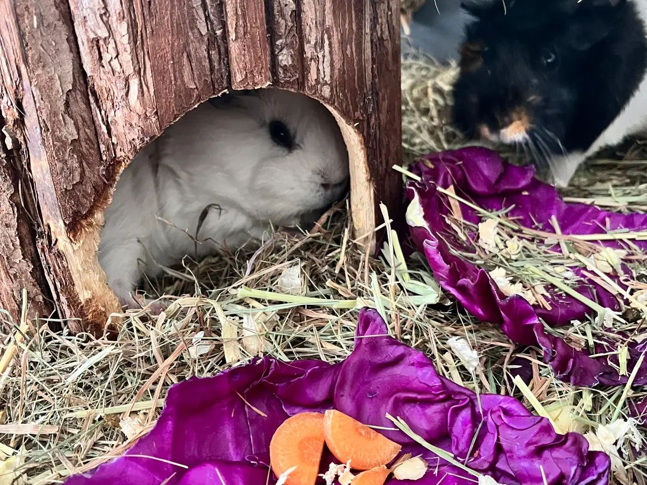 Billede 4 - To hun maresvin sælges med bur og alt tilbehør 