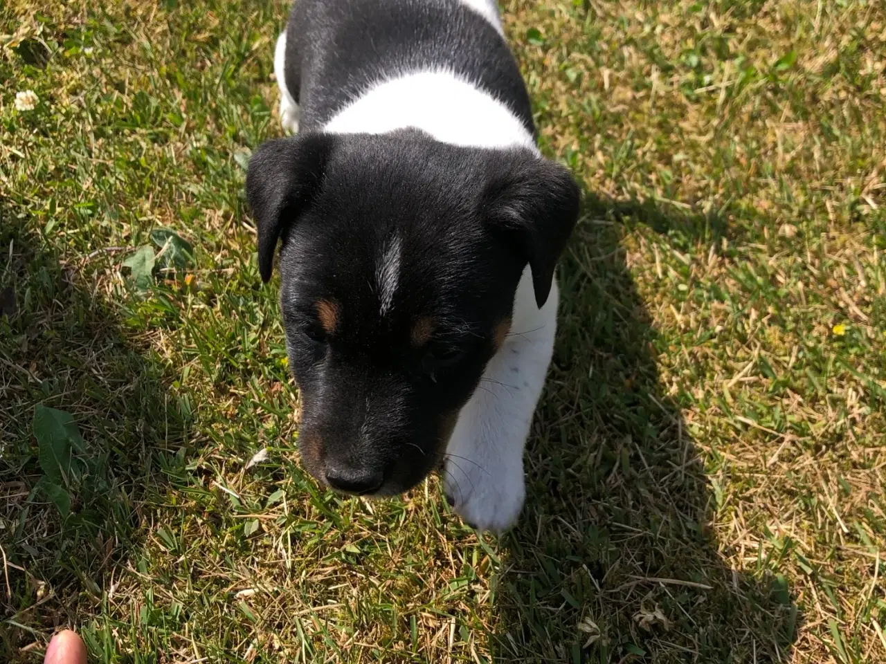 Billede 6 - Jack Russel Terrier