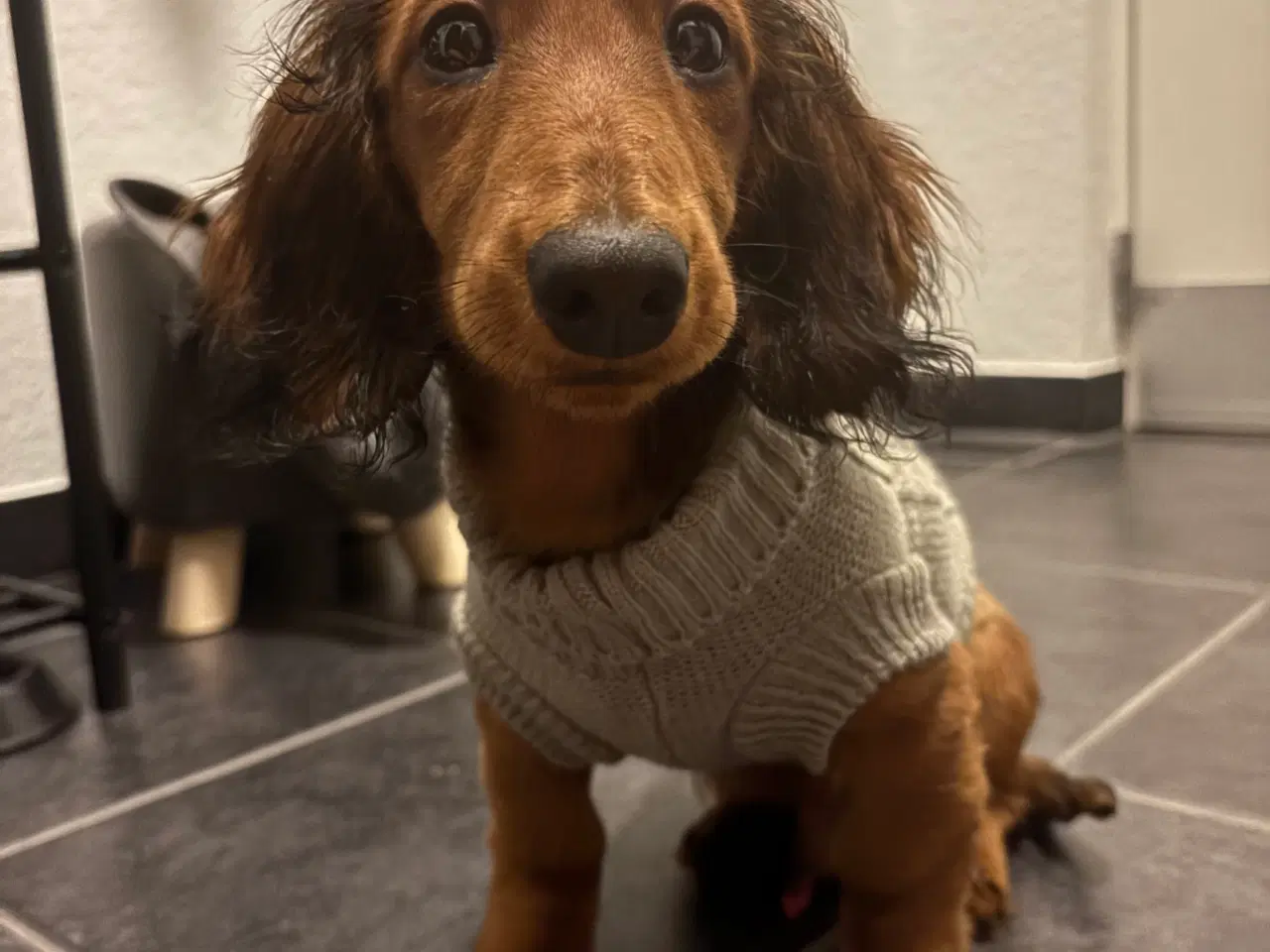 Billede 7 - AVL - langhåret dværggravhund 
