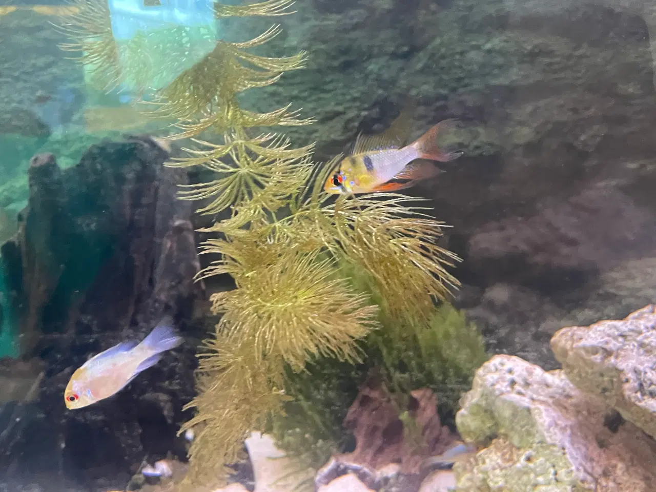 Billede 2 - 5 Sommerfuglecichlider