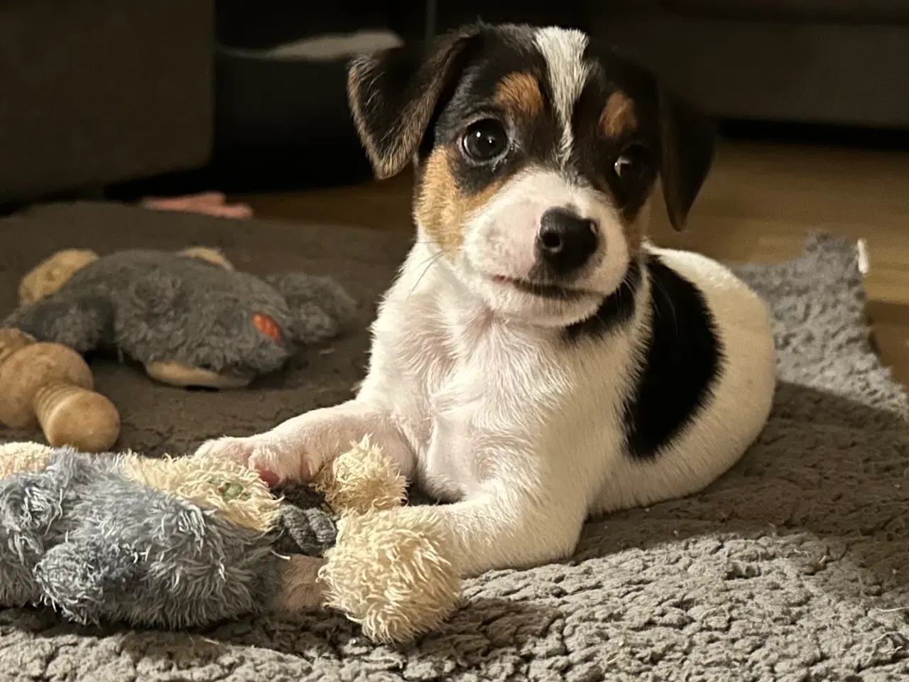 Billede 6 - Foxterrier/dansk-svensk blandingshvalp