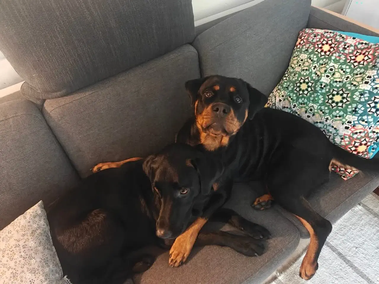 Billede 8 - GRATIS Labrador/rottweiler hvalp på 5 måneder 