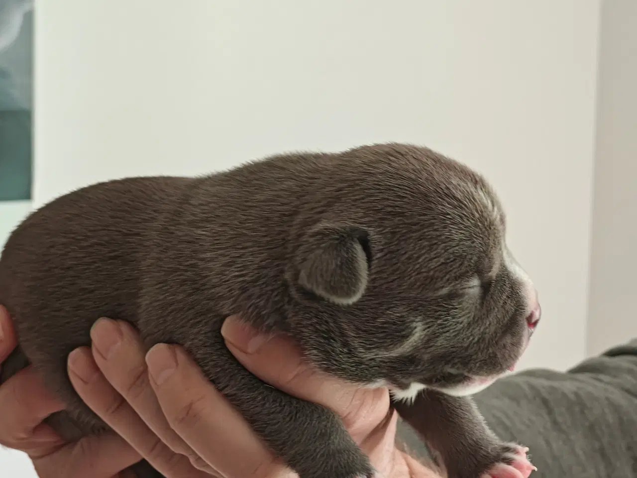 Billede 10 - American Bully hvalpe. 