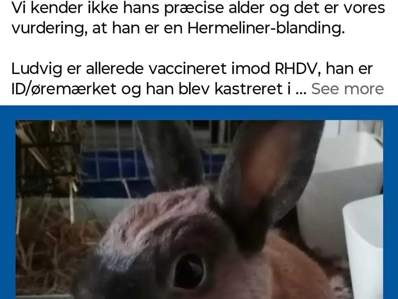 Billede 2 - Kastreret Hermelin kanin dreng