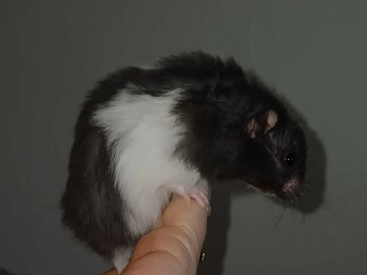 Billede 9 - Guldhamster unger