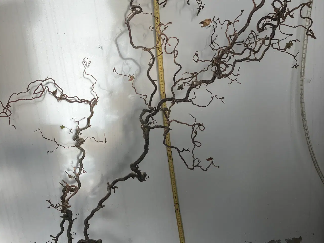 Billede 1 - Grene fra små større størst