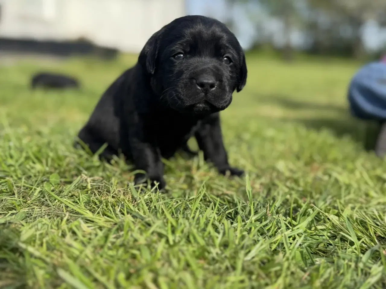 Billede 1 - Labrador hundehvalp