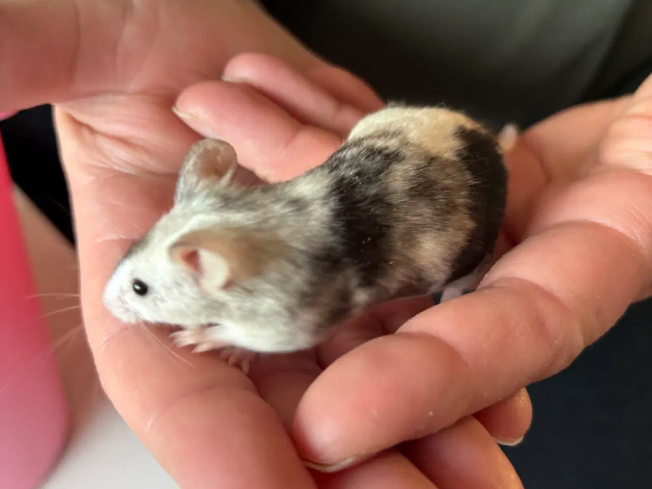 Billede 11 - Flerfarvede/plettede mus