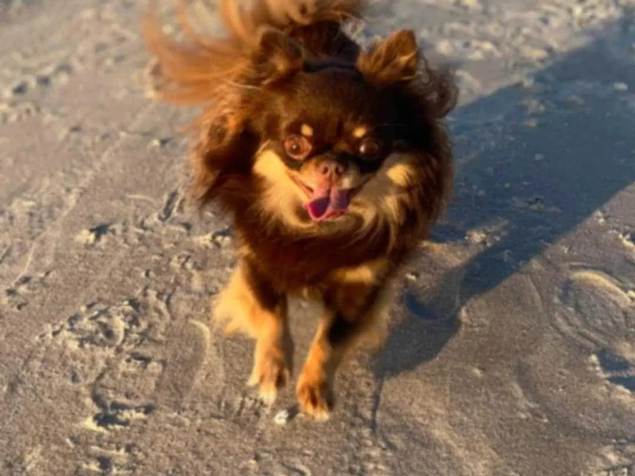 Billede 7 - Chihuahua dreng med stamtavle i DDH 