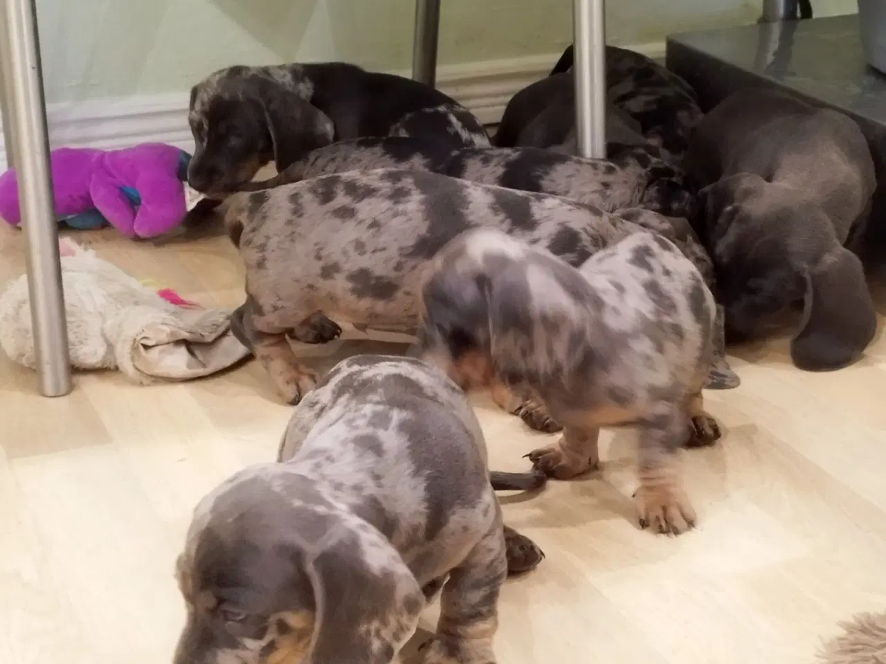 Billede 5 - Gravhunde hvalpe flotte merle farve 