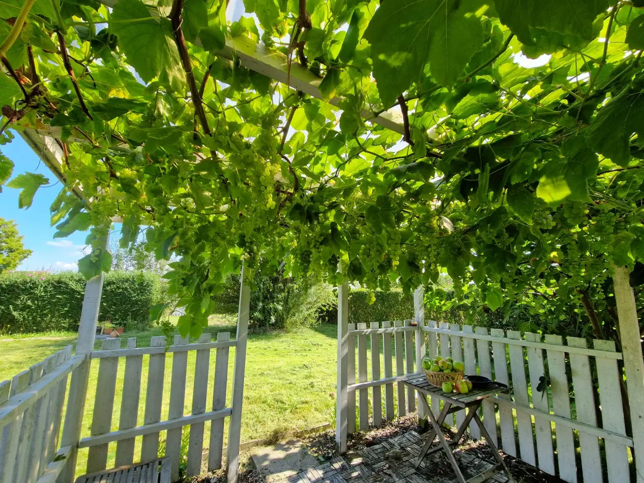 Billede 12 - Kolonihave i Odense C