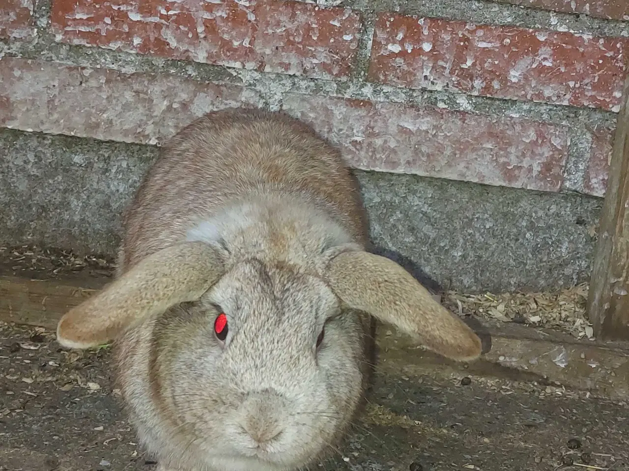 Billede 6 - Kaniner sælges for 50 kr