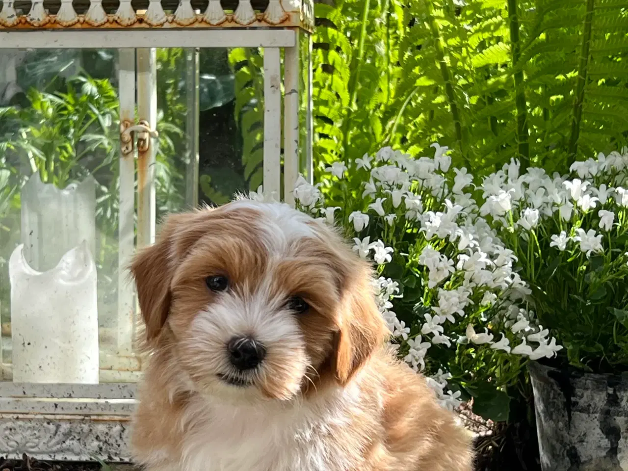 Billede 14 - Smuk Rød Bichon Havanais/ Tilbydes til Avl 