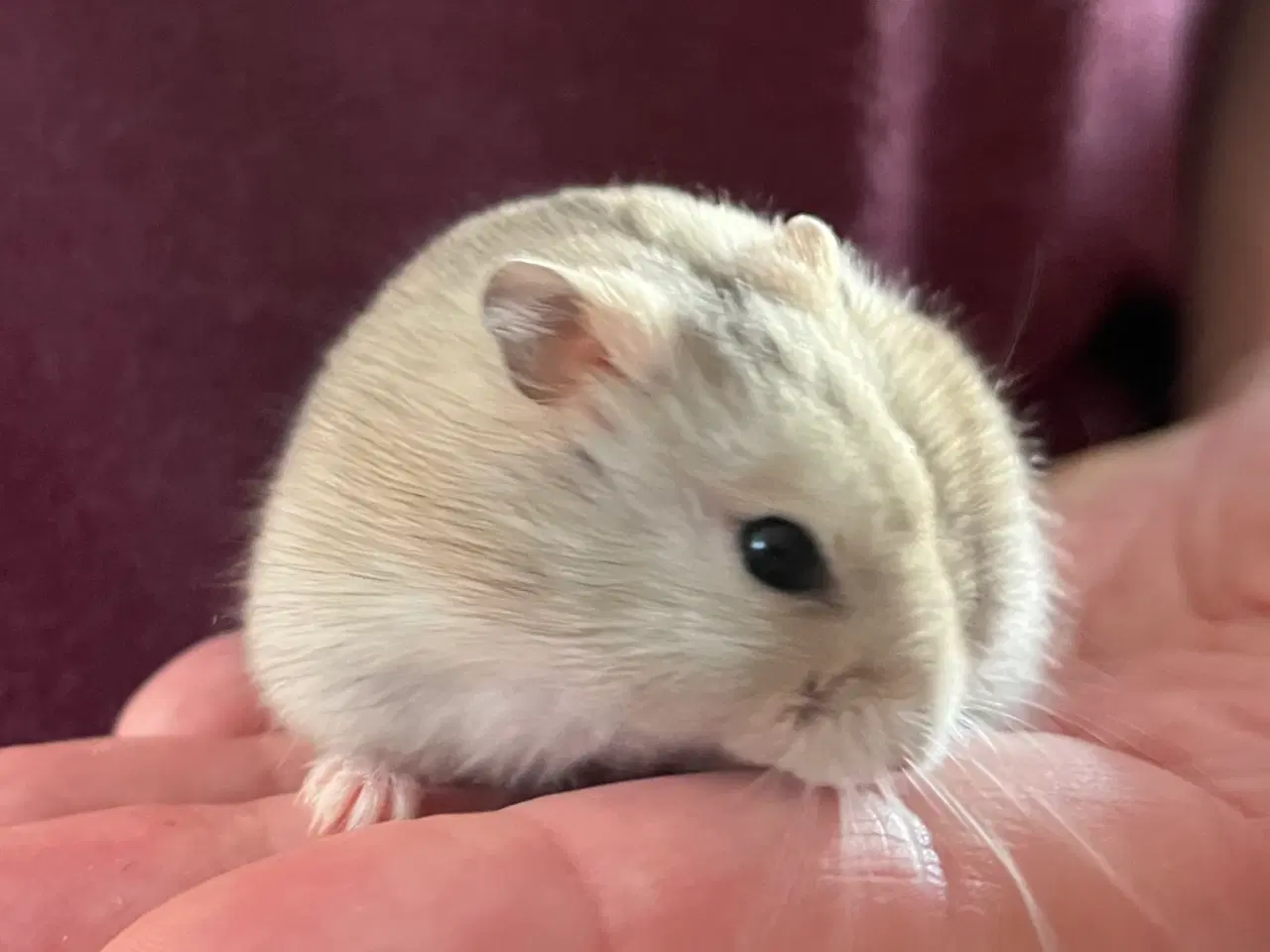 Billede 3 - 🩵🐹Skøn dværghamster unge, dreng🐹🩵