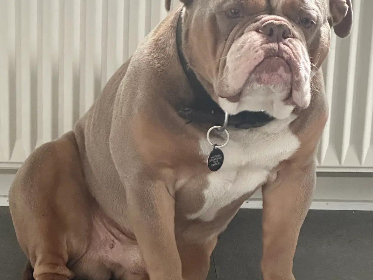 Billede 6 - Old english bulldog til avl