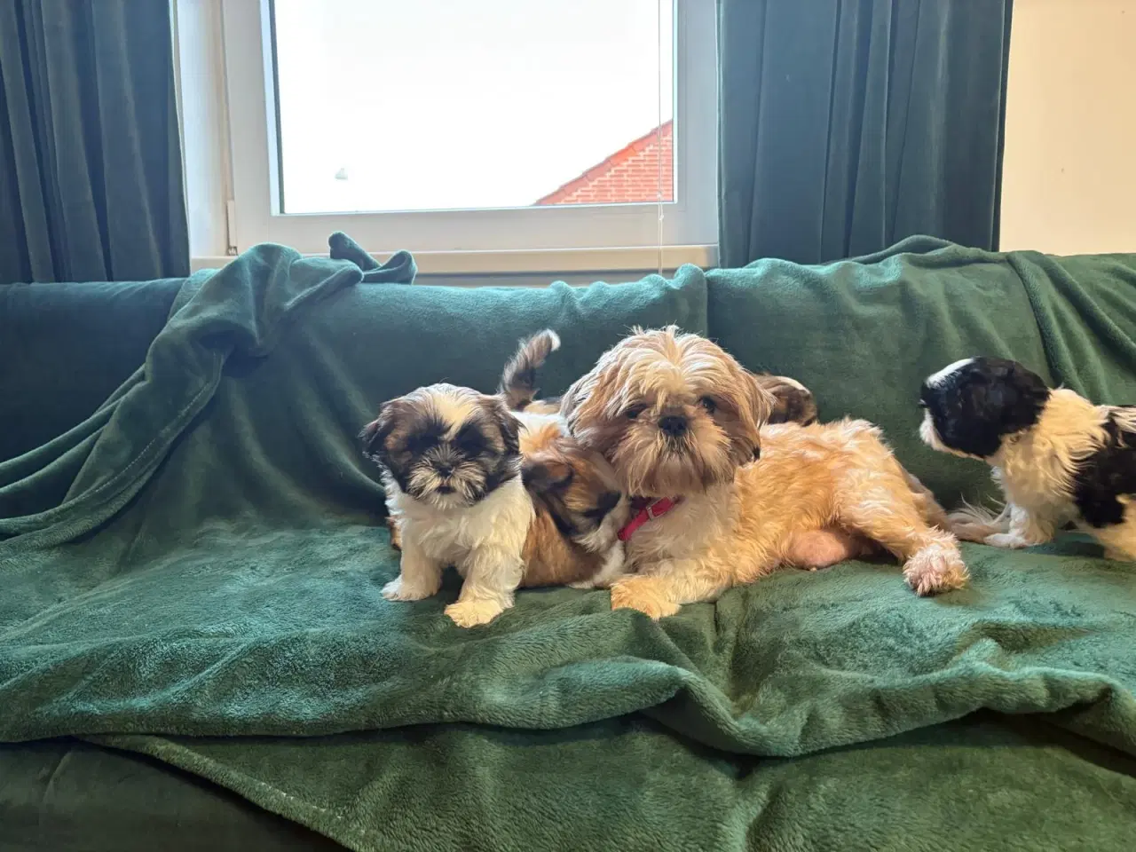 Billede 5 - Til salg Shih Tzu hvalpe født den 10. november.