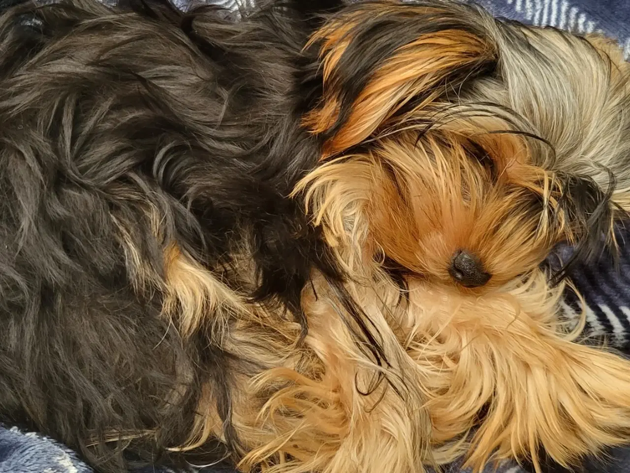 Billede 3 - Yorkshire terrier 