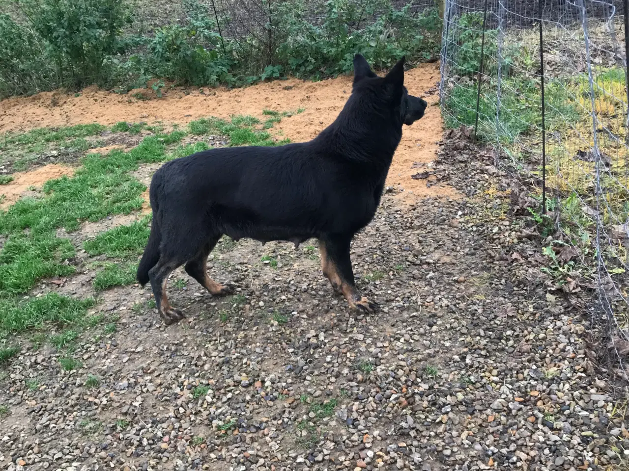 Billede 2 - Rottweiler/schæfer hvalp