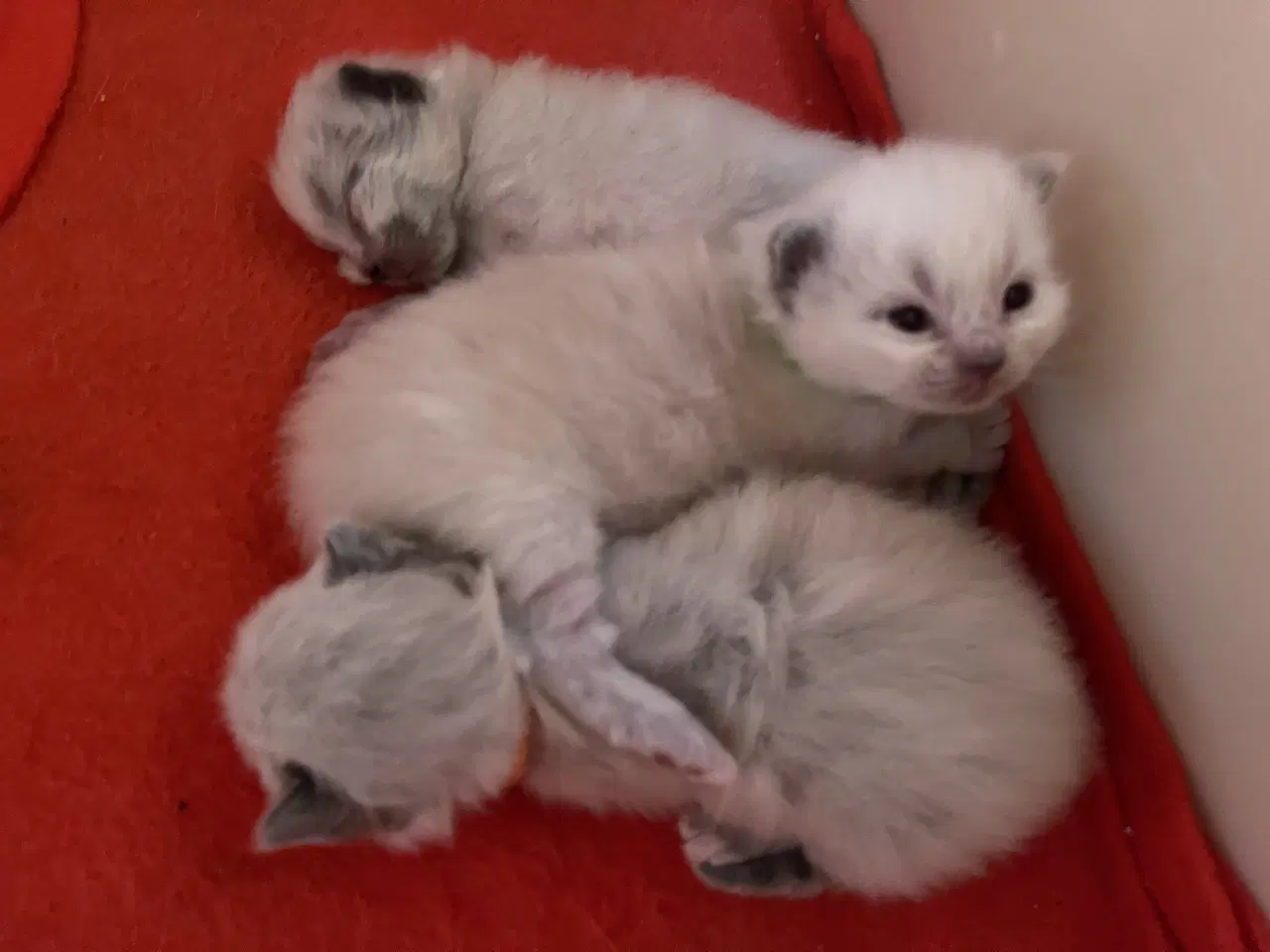Billede 2 - Ragdoll killinger (med sundhedstjek, vaccine)