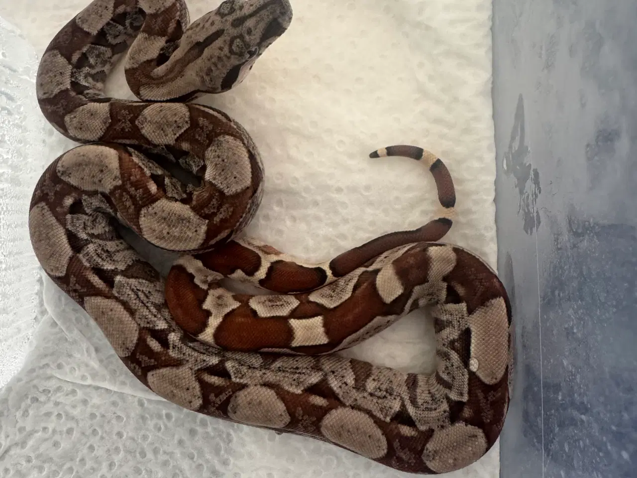 Billede 5 - Boa constrictor 
