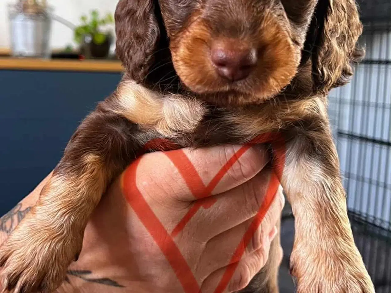 Billede 6 - Gravhunde hvalpe sælges 🐕