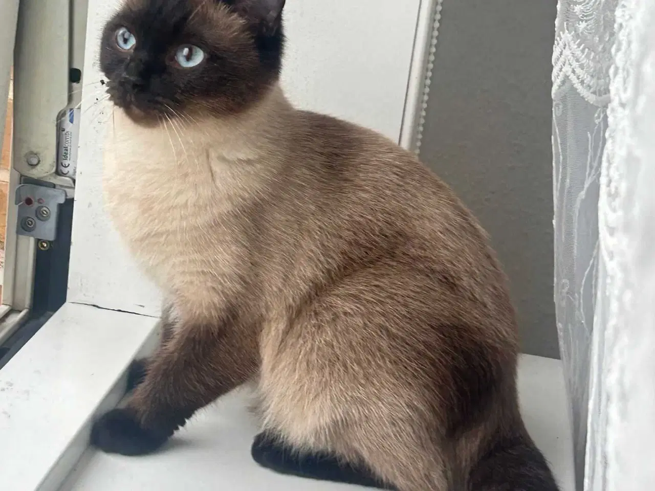 Billede 3 - Ragdoll/hellig birma på 12 uger 