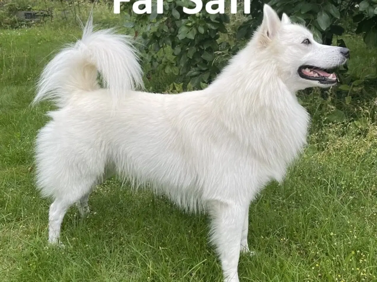 Billede 5 - Dansk Spids Hvalpe med DKK stamtavle sælges