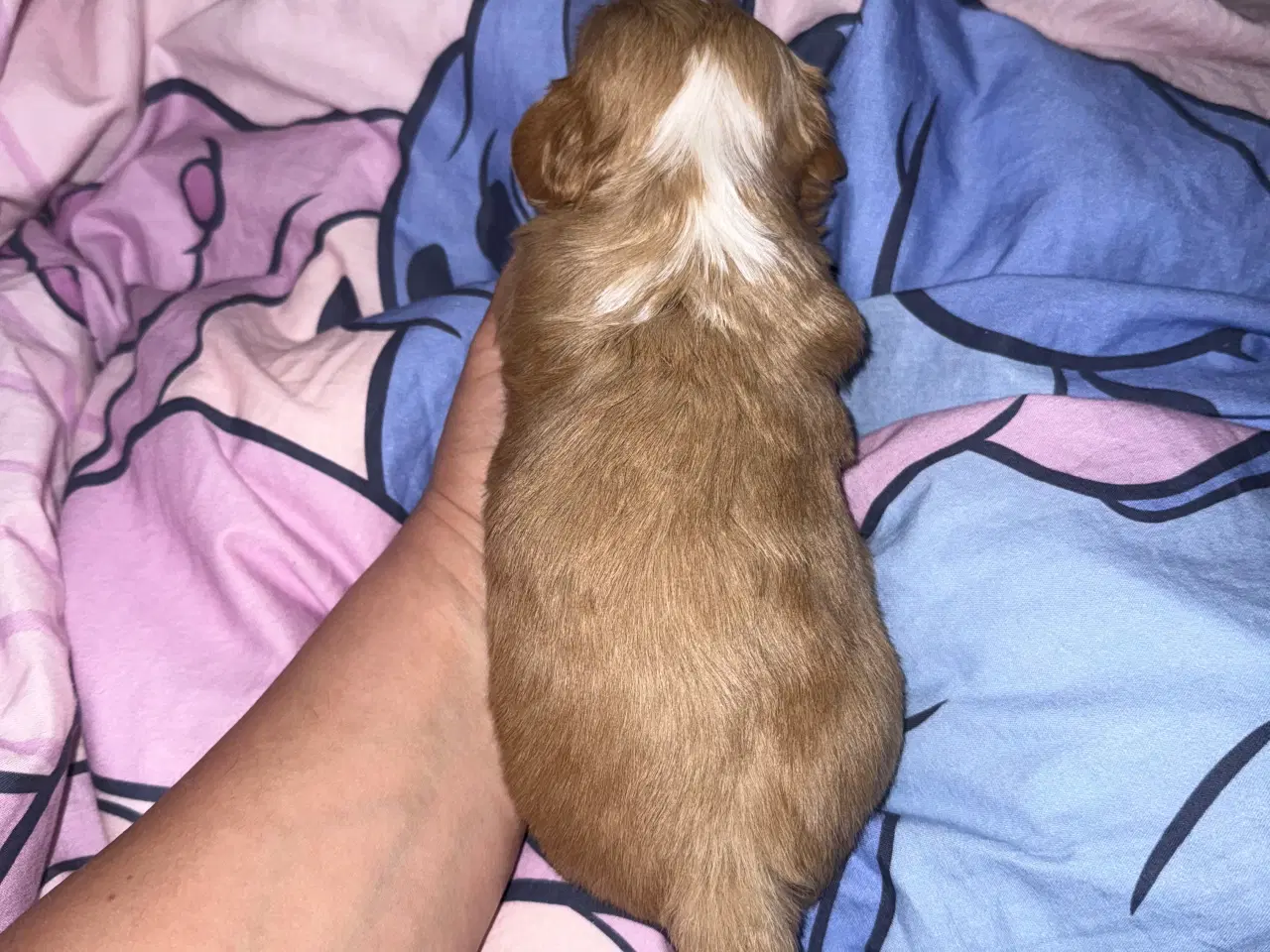 Billede 5 - Ægte bichon  havanais.