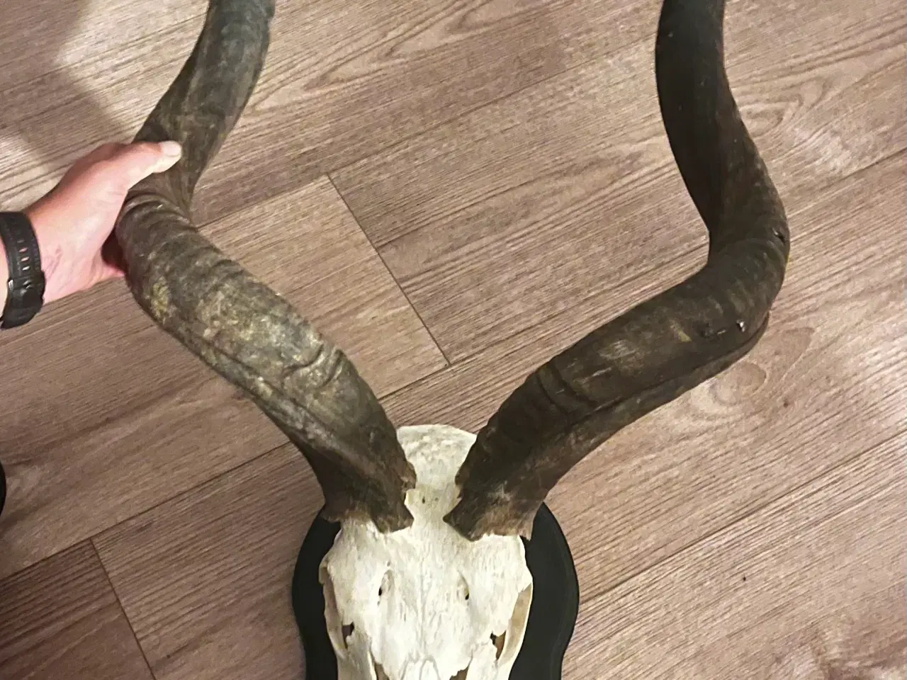 Billede 1 - Flot KUDO monteret på plade 