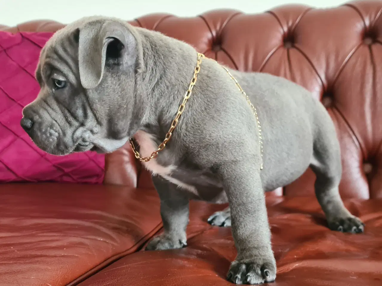 Billede 8 - American Bully Pocket Dreng Blå 