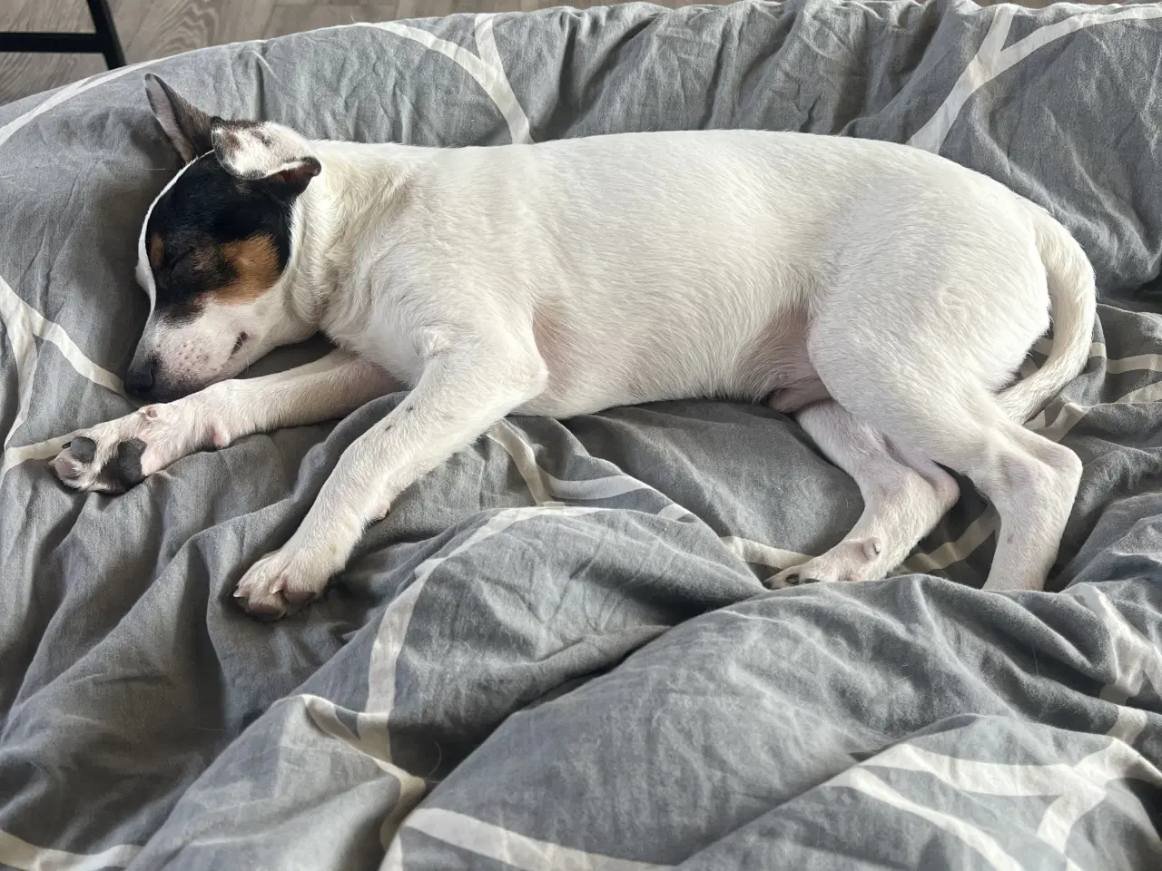 Billede 5 - Dansk svensk gårdhund 