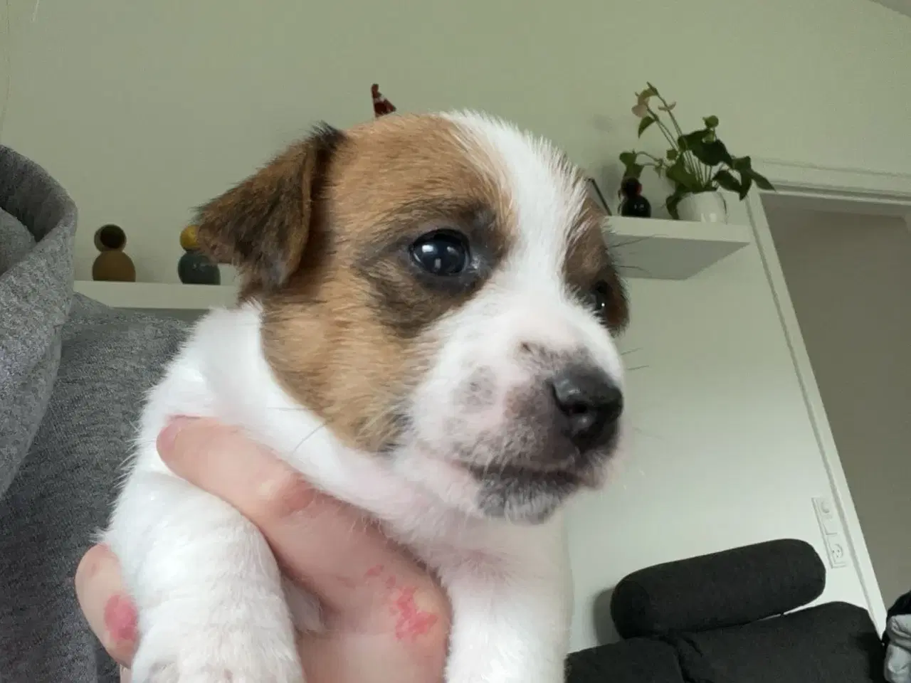 Billede 2 - Jack Russel Terrier hvalpe 