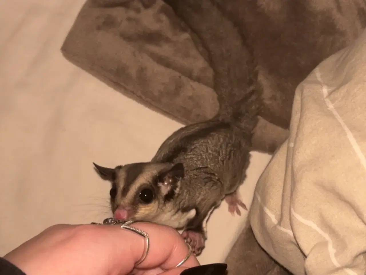 Billede 4 - 2 skønne Sugar Gliders søger deres nye hjem