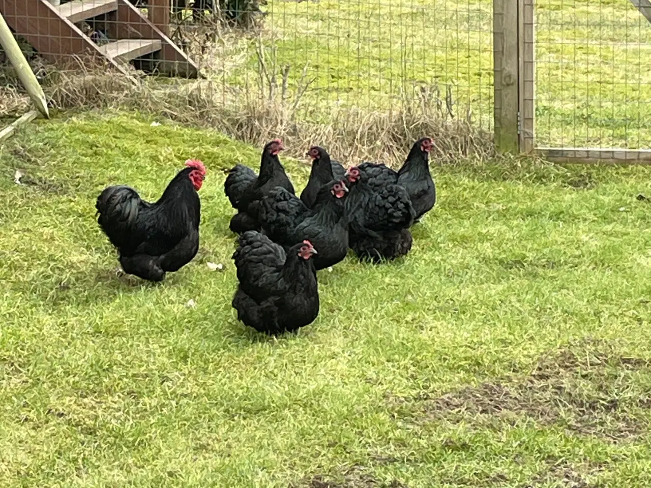 Billede 2 - Dværg orpington sorte