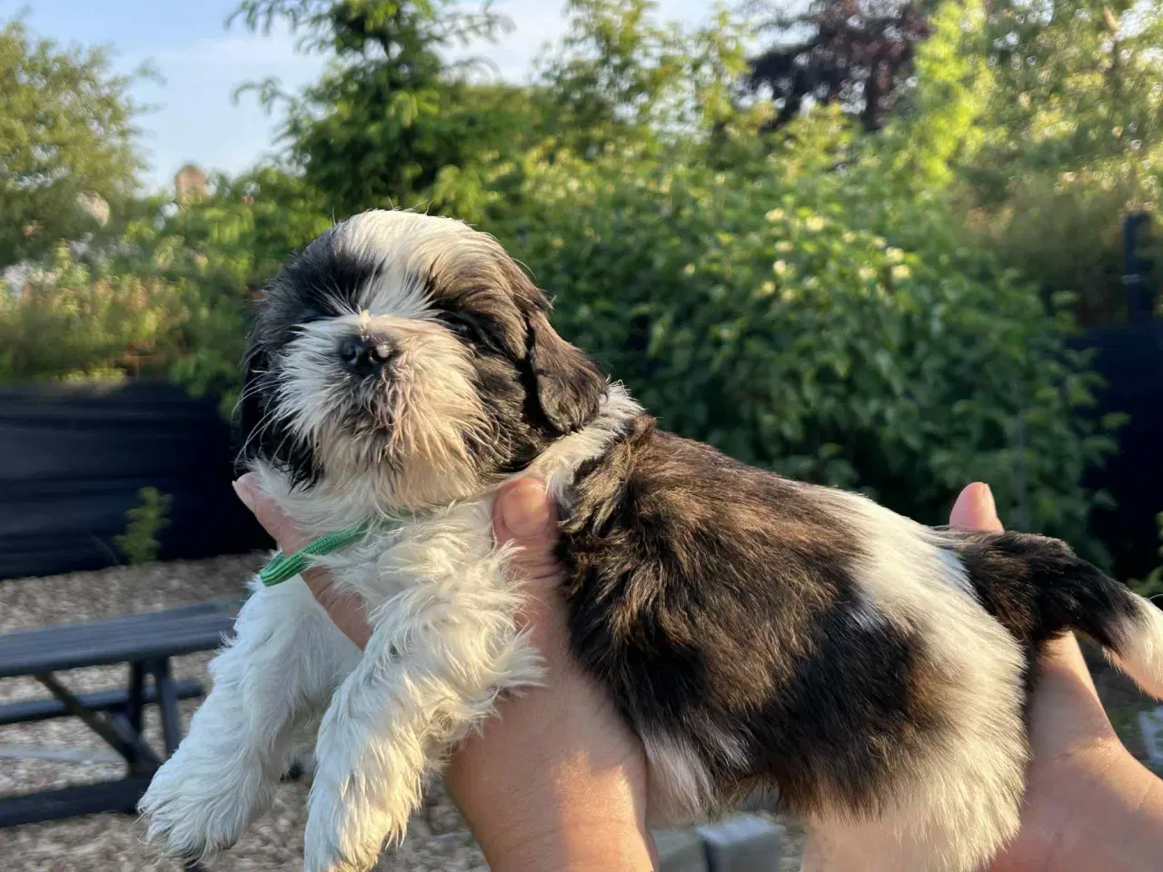 Billede 6 - Shih tzu hvalpe 