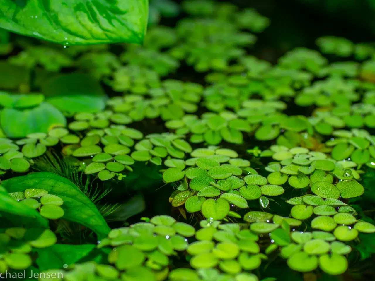 Billede 2 - Salvinia natans (akvarie-plante)