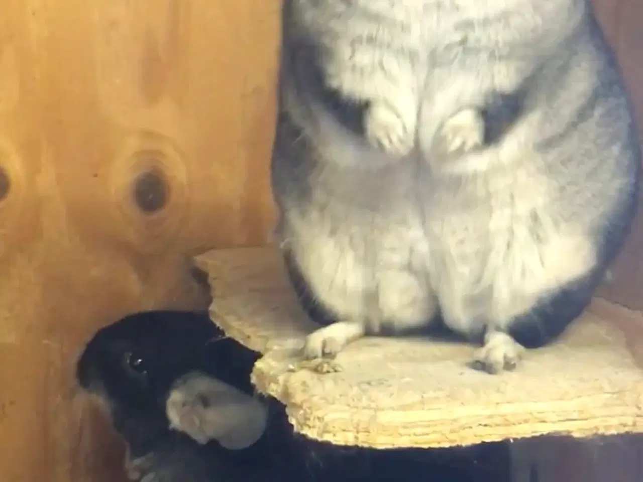 Billede 10 - Rpa og Rpac ( Angora) chinchillaer søger nyt hjem 